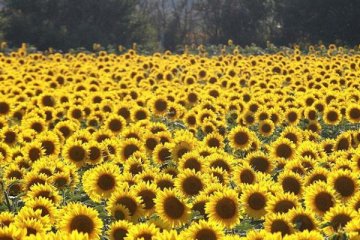 Ayçiçeği tohumunda gümrük vergisi sıfırlandı